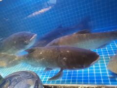 -姜君·千岛湖鱼头馆(浦东大道店)
