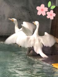-七巧国萌宠乐园(龙湖天街店)