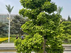 -石家庄市植物园