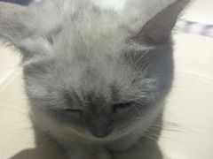 -喵的天空名猫咖啡馆·撸猫·猫舍·用品