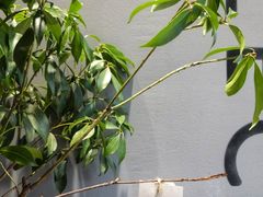 -众人咖啡·PEOPLE COFFEE(罗湖益田假日广场店)