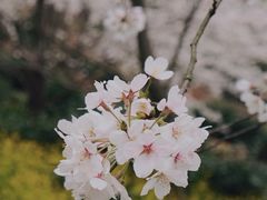 -光福景区