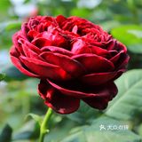 人民公园月季花展