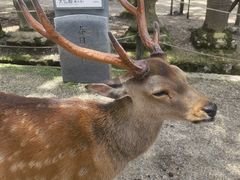 -奈良公园