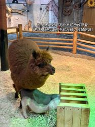 -Zoolung Zoolung动物主题公园(海信广场店)