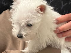 -翊宠yipet猫狗购宠庄园犬舍•猫舍