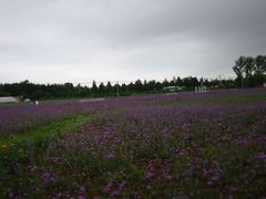 -北京东方普罗旺斯薰衣草庄园
