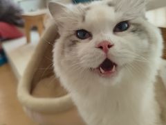-Let's go狗咖·猫咖·奶狗·桌游(春熙路IFS店)