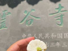 -灵谷景区