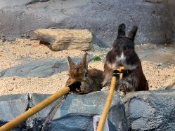 -Zoolung Zoolung动物主题公园(海信广场店)