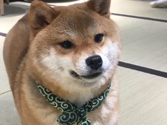 -逗柴咖啡屋·狗咖猫咖宠物桌游