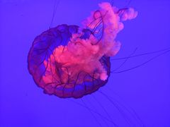 -瑞普利水族馆