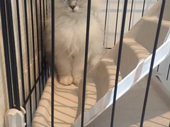 -1013 PET SHOP 宠物商店(近铁城市广场店)