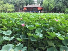 -房湖公园