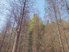 -广州市帽峰山景区