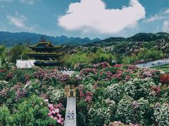 -贵州百里杜鹃风景名胜区