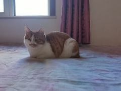 -纳吉亚猫专科动物医院博雅分院