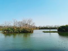 -大湾区中央湿地公园