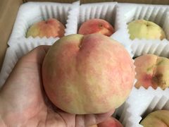 -南汇水蜜桃采摘(大团店)