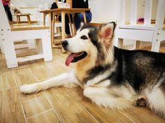 -李小姐の猫咖啡馆(五角场店)