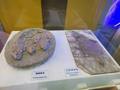 -吉林省自然博物馆