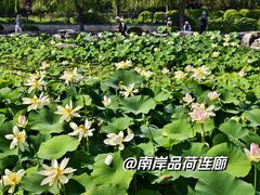 -莲花池公园