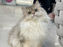 -lincat·猫舍(广州店)