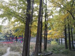 -阳台山自然风景区