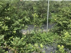 -广富林郊野公园