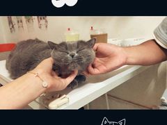 -我爱猫咪·猫咖·狗咖·安哥拉兔·羊驼咖(小寨华旗店)