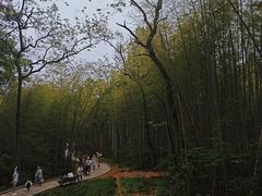 -青龙山国家森林公园