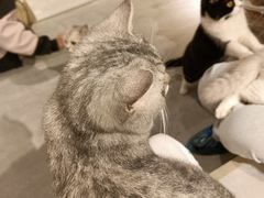 -猫儿山۰猫主题餐厅