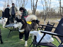 -爪吧宠物乐园·宠物泳池(温榆河示范区店)
