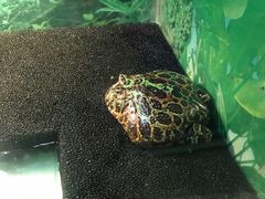 -上海大自然野生昆虫馆(东方明珠·爬宠昆虫探索中心)