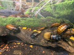 -上海大自然野生昆虫馆(东方明珠·爬宠昆虫探索中心)