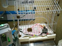 -我爱吾宠宠物美容院(朝阳路店)