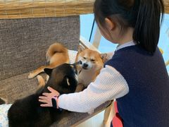 -南京Hallo宠物乐园·哈罗犬舍·柴犬繁育基地