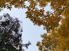 -三里屯东五街银杏大道