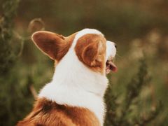 -顺则昌推按正骨理疗