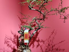 -中华世纪坛