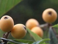 -塘栖枇杷特色园区