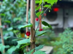 -不倒翁·徽天下名菜楼(马鞍山路店)