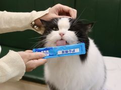 -安格丽娜·狗咖·猫咖羊驼咖(春熙路百盛商场店)