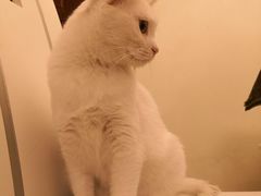 -佳怡动物医院·平价24小时·猫专科骨外科