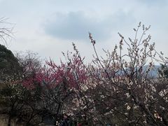 -香雪海