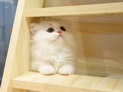-momokira米努特·德文卷毛猫·棉花面纱犬