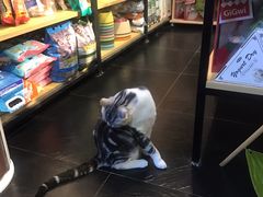 -Goku PET SHOP宠物视觉生活馆(双井店)