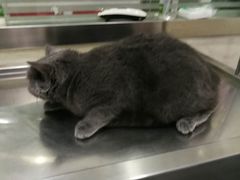 -暖阳宠物医院·犬猫康复中心·骨科