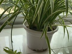 -桂林市花鸟市场