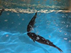 -兆辉木炭海鲜烧烤·海鲜小炒